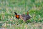 USA-Nebraska-Loup County Greater prairie chicken male displaying on lek Art Print